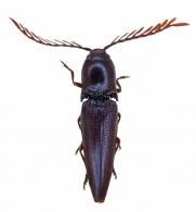 Dicrepidius ramicornis  Palisot de Beauvois, 1805