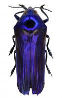 Conognatha clara Erichson, 1848