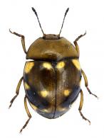 Iphiclus  (Megaprotus) orphanulus  (Lacordaire,1842) 