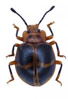 Corynomalus vestitus cinctus (Fabricius, 1801)