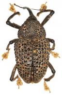 Cholus miliaris  (Olivier, 1790)