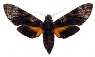 Isognathus occidentalis  Clark, 1929
