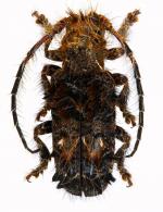Desmiphora (Desmiphora) fasciculata  (Olivier, 1792)