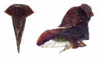 Lycoderides brulei Sakakibara, 2013