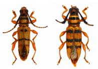 Oxylymma durantoni Penaherrera-Leiva & Tavakilian, 2003 ♂ & ♀