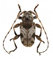 Xenofrea basitriangularis Néouze & Tavakilian, 2005