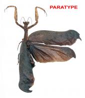 Lagrecacanthops guyanensis Roy, 2004 PARATYPE
