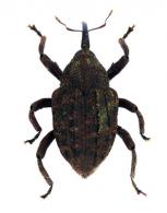 Eubulus sp21