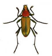 Heteropsini Gen sp G56