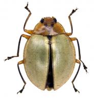 Phricobacis scutellaris Lacordaire,  1842