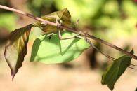 Cycloptera aurantifolia