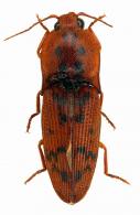 Conoderus apiatus  (Erichson, 1847)