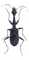 Colliuris sp1