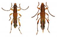Rhinotragini Gen sp G113  ♂ & ♀