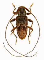 Acanthocinini Gen sp G143