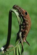 Xylophanes anubus  