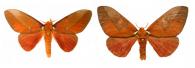 Schausiella polybia (Stoll, 1781) ♂ & ♀
