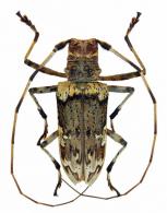Macropophora worontzowi  Lane, 1938