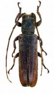 Cacostola flexicornis ? (Bates, 1865)