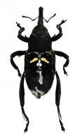 Timorus cf pluto  Chevrolat, 1879