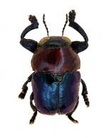 Cryptocephalinae Gen sp7