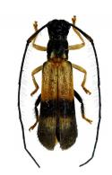 Hemilomecopterus alienus  Martins & Galileo 2004 