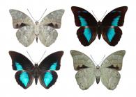 Archaeoprepona demophon demophon (Linné, 1758)   ♂ & ♀