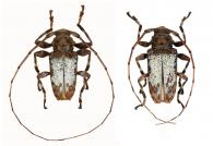 Oreodera tuberosa  Monné & Fragoso,  1988  ♂ & ♀