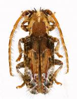 Desmiphora (Desmiphora) cirrosa  Erichson, 1847