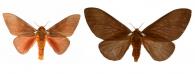 Schausiella subochreata (Schaus, 1904) ♂ & ♀