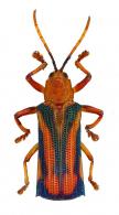 Sceloenopla laeta (Baly, 1859)