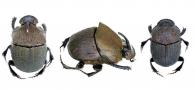 Phanaeus (Notiophanaeus) chalcomelas  (Perty, 1830) ♂ & ♀
