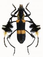 Cosmisoma ammiralis  (Linné, 1767)
