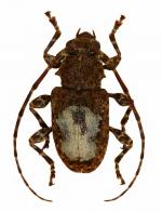 Exalphus aurivillii  (Lane, 1970)