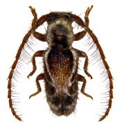 Desmiphora (Desmiphora) sarryi  Tavakilian & Néouze 2004