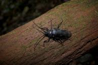 Ctenoscelis coeus