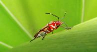 Heteroptera sp