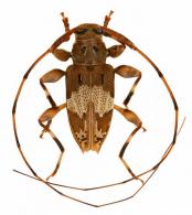 Tropidozineus argulutus   Monné, 1988