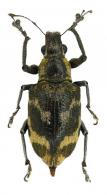 Entiminae Gen sp13