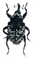 Eubulus sp3