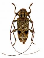 Neoeutrypanus inustus   (Monné & Martins, 1976)