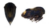 Erechtia sp1