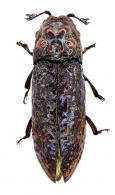 Balgus schnusei cayennensis Chassain, 2003 