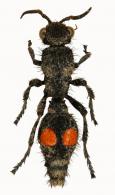 Mutillidae Gen sp4