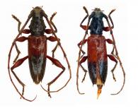 Periboeum pubescens   (Olivier, 1790)  ♂ & ♀