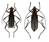 Listroptera tenebricosa  (Olivier, 1790) ♂ & ♀