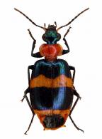 Lebia callizona cf. Bates, 1878
