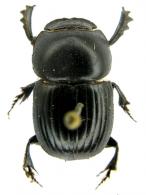 Scarabaeinae Gen sp2