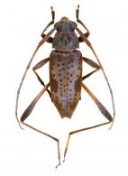 Acanthocinini Gen sp G130