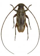 Acanthocinini Gen sp G215